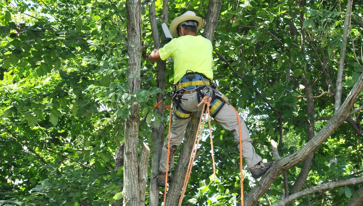 Tree Service Insurance – Free Quotes for Tree Trimmers